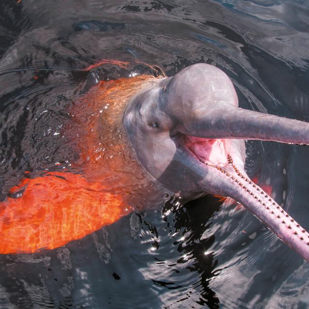 Pulsar - wyjątkowy portal naukowy.