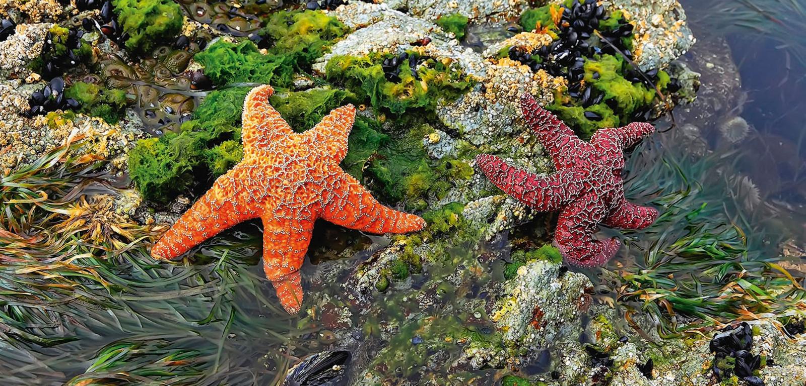 Rozgwiazda na skałach u brzegów Kolumbii Brytyjskiej w Kanadzie.