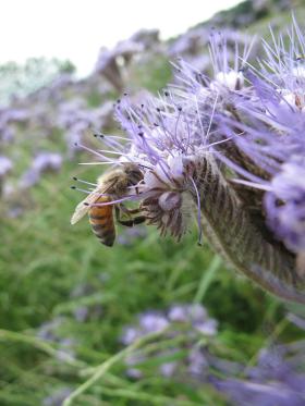 Kwiaty facelii są szczególnie bogate w nektar. Pszczoła miodna.