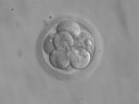 Embrion składający się z ośmiu komórek gotowy do przeszczepienia.