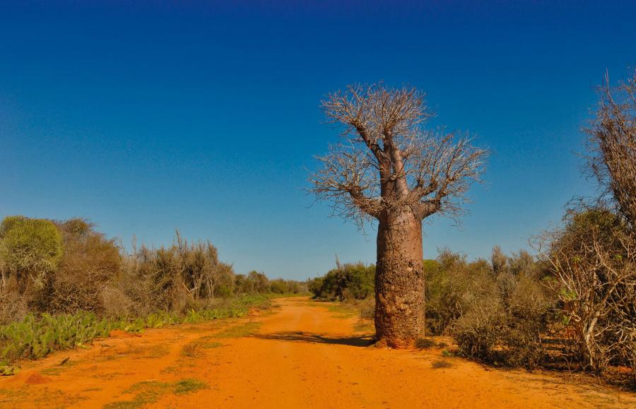 Baobab Perriera to krytycznie zagrożony gatunek, który naturalnie występuje jedynie na Madagaskarze.