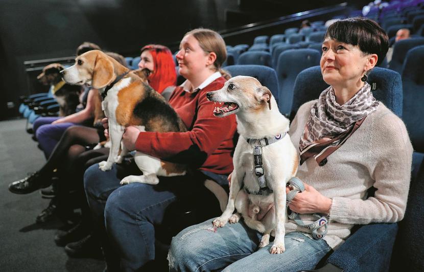 Londyńska sieć kin Picturehouse proponuje seanse dla psów.
