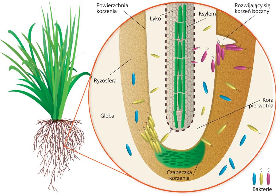 Roślina wpływa na rozwój mikro­organizmów obecnych w przykorzeniowej warstwie gleby (ryzosfera). Część z nich ­wnika do ­korzeni jako patogeny lub endofity.