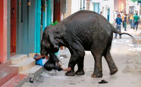 Śmierć w wyniku ataku dzikiego słonia jest mało prawdopodobna nawet w Indiach. Ale się zdarza.