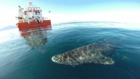 Rekin polarny odpływa po wypuszczeniu ze statku badawczego Sanna.