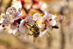 10. Pamiętaj o bioróżnorodności. Im więcej różnych dziko rosnących i uprawianych roślin, tym więcej różnych owadów – i żywiących się nimi zwierząt.