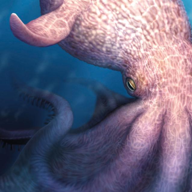 Wizualizacja wyglądu Nanaimoteuthis. Gigantyczne ośmiornice dorastały do 19 m długości.