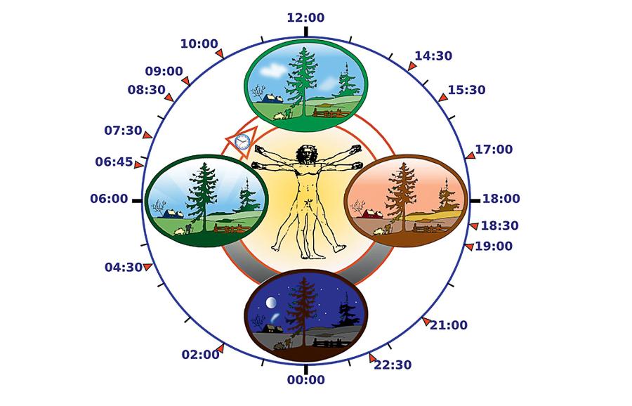 Rytm dobowy człowieka.