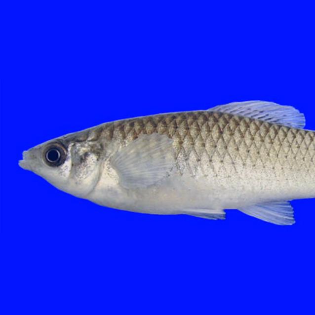 Pulsar - wyjątkowy portal naukowy.