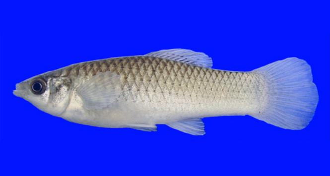 Pulsar - wyjątkowy portal naukowy.