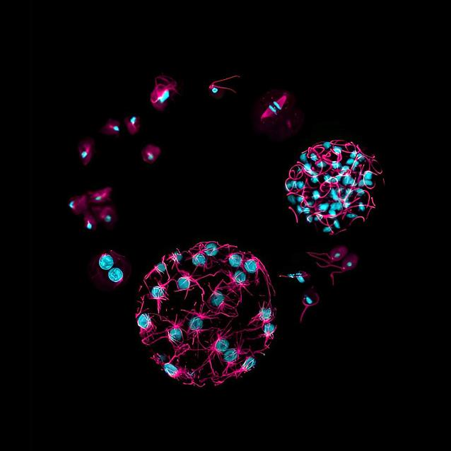 Pulsar - wyjątkowy portal naukowy.