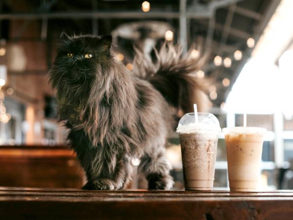 Kot w kawiarni