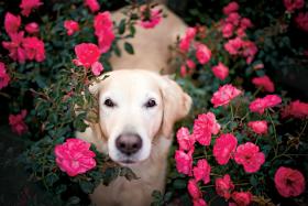 Golden retriverka Kiara wśród róż