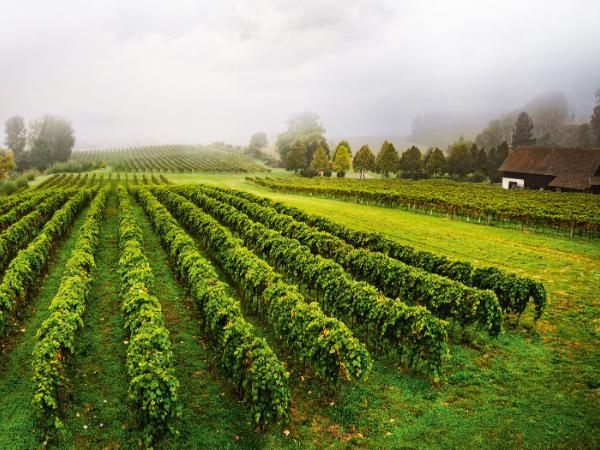 Zmiany klimatyczne sprawiły, że winobranie w wielu miejscach odbywa się już w sierpniu, a niekiedy nawet pod koniec lipca.