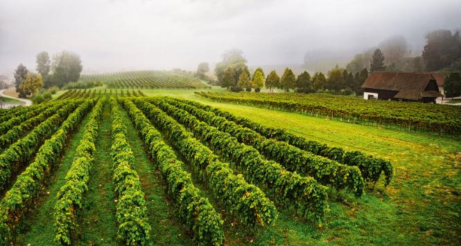 Zmiany klimatyczne sprawiły, że winobranie w wielu miejscach odbywa się już w sierpniu, a niekiedy nawet pod koniec lipca.