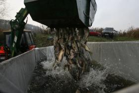 W wolnej Polsce za kilogram karpia trzeba było zapłacić 4454 zł, rok później już ponad 15 tys. zł i jego cena ciągle rosła.