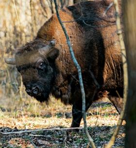 „Jeśli działania polskich władz są niezgodne z zasadami ochrony obszarów sieci Natura 2000, to pozwiemy Polskę do Trybunału Sprawiedliwości”.