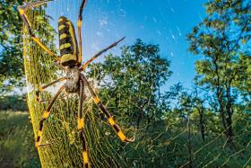 Pająk z Parku Narodowego Gorongosa jest jednym z największych na świecie pająków tkających sieci (rozpiętość jego nóg to 10-12 cm).
