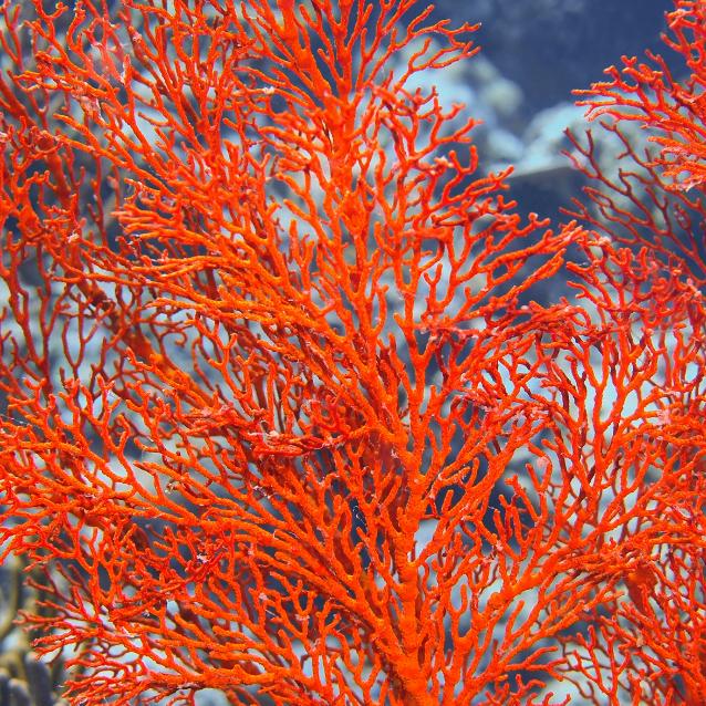 Koralowiec: znacznie bardziej zwierz niż krzew