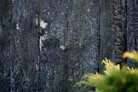 Spalone deski ze stodoły wmurowane w obelisk to ważny symbol dramatu, który rozegrał się w Jedwabnem.
