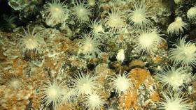 Pola hydrotermalne to także doskonałe miejsce dla morskiej flory. Beebe Vent Field.