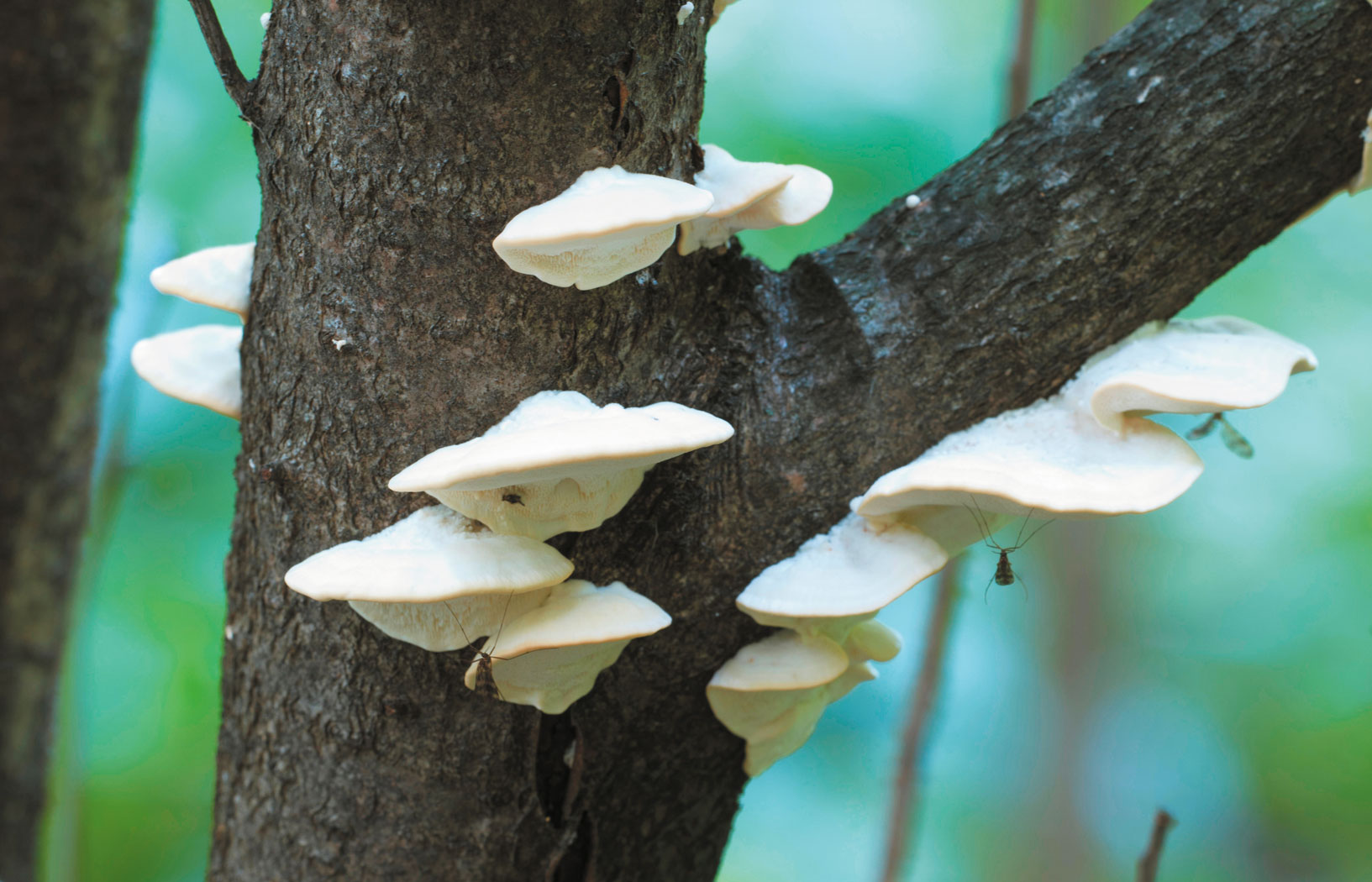 Co gorzkobiałak trzoneczkowy robił na sztucznym języku | Gorzka prawda