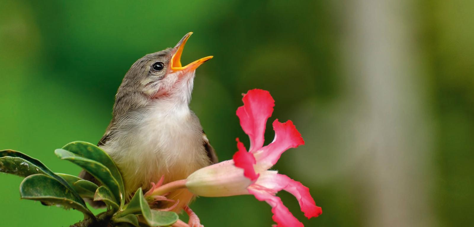 Ptaki śpiewające prawdopodobnie wyewoluowały 50 mln lat temu.