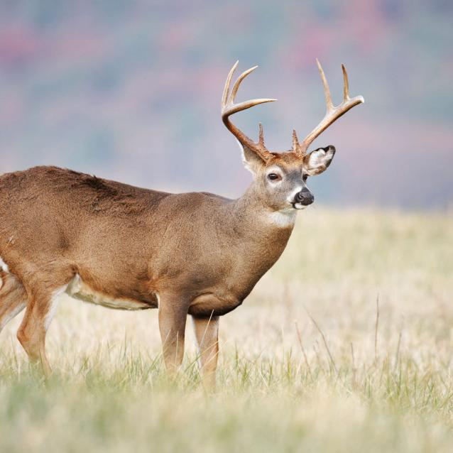 Jeleń wirginijski znany też jako mulak białoogonowy. W Stanach Zjednoczonych żyje ok. 30 mln osobników, a polowanie na nie jest elementem miejscowej kultury.