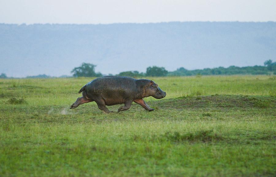 Hipopotam może biegnąć z prędkością nawet 50 km/h.