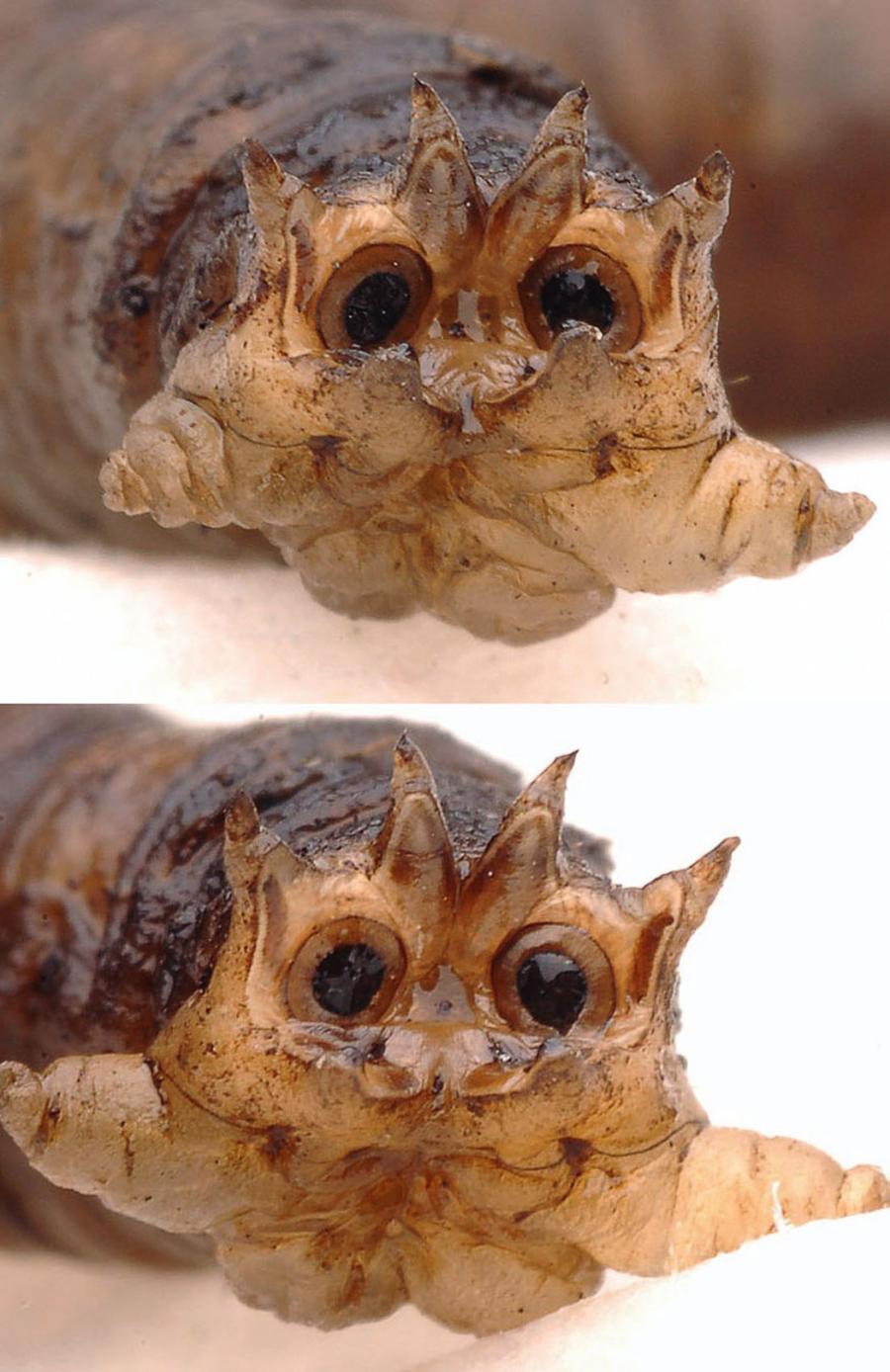 Ze zmieniającej kształt „twarzy” larwy koziułki (Tipula sp.) można odczytać przygnębienie, ale zaraz potem… pełne rozradowanie!