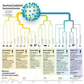 Ewolucja ludzkich koronawirusów.