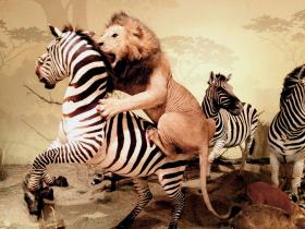 W dwóch wielkich salach były senator zgromadził ponad pięćset wypchanych trofeów myśliwskich, które własnoręcznie upolował.