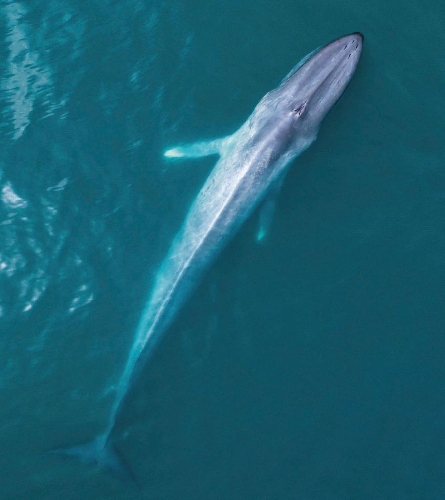Płetwal błękitny wynurzający się z wód Pacyfiku.