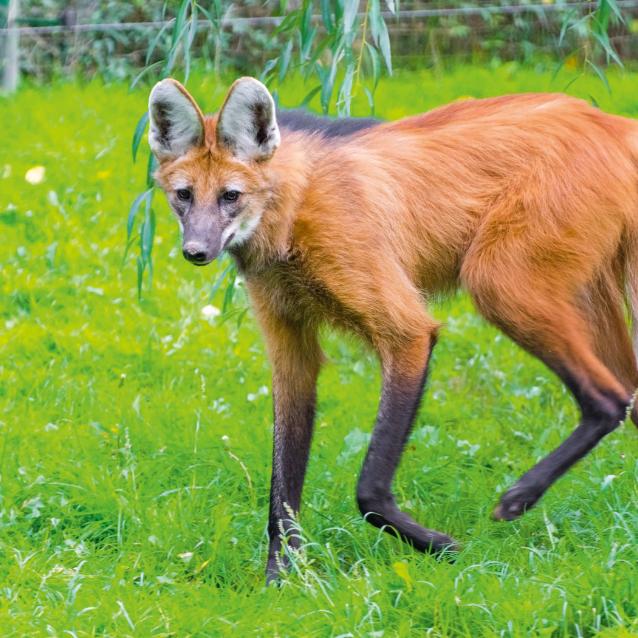 Pampasowiec grzywiasty ma bardzo długie kończyny, które ułatwiają mu polowanie w wysokich trawach.
