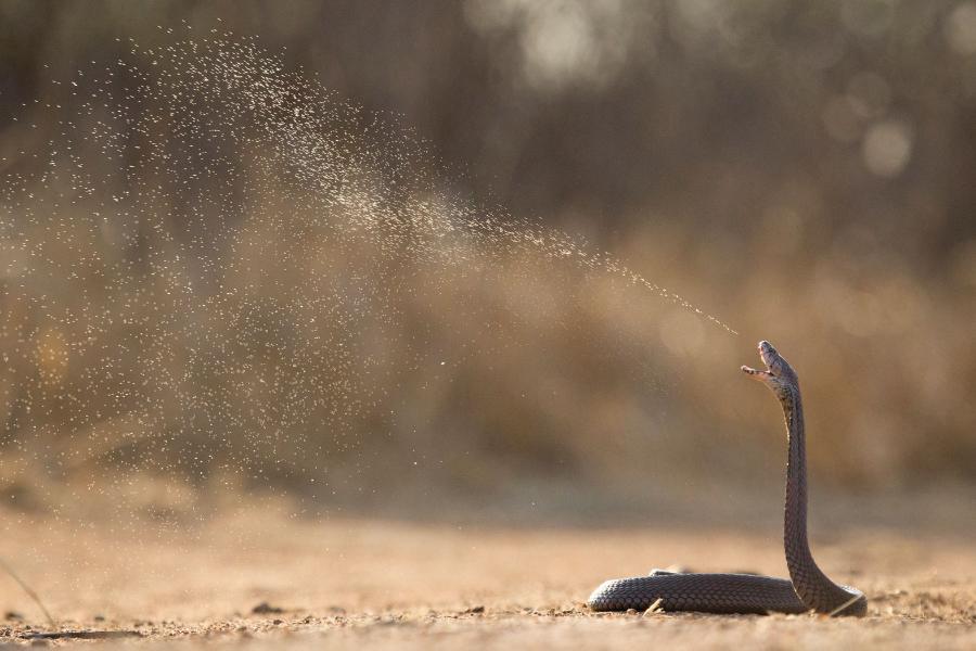 Niezwykle jadowita ­kobra mozambicka. Widać tu stopień rozproszenia jadu.