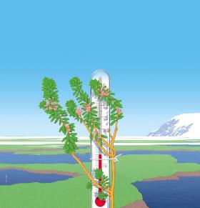 Zazielenianie Arktyki rośnie.