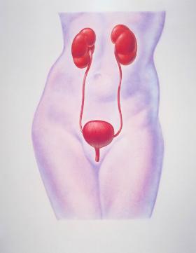 Nasz system naturalnego odwadniania nie wydaje się specjalnie skomplikowany: dwie nerki połączone moczowodami ze zbiornikiem, od którego odchodzi przewód wyprowadzający mocz na zewnątrz.