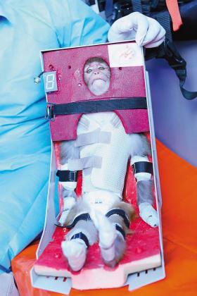 Przygotowana do lotu w kosmos małpka; mało kto wierzy jednak, że rzeczywiście poleciała, a ci, którzy uwierzyli wątpią, by wróciła - mimo zapewnień propagandy.