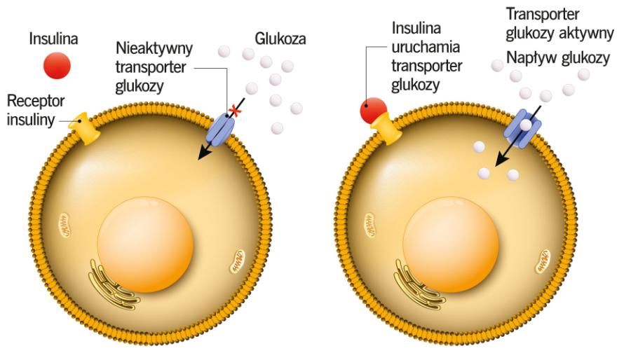 Mechanizm działania insuliny.