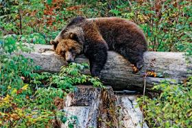 Niedźwiedź brunatny. Plan reintrodukcji tych zwierząt w puszczy zakończył się porażką.