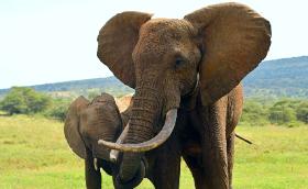 Wyjątkowe miejsce w menopauzalnej układance stanowią słonie. Samice w podeszłym wieku rozmnażają się już rzadziej i mniej skutecznie, ale reprodukcja jest u nich teoretycznie możliwa do końca życia.