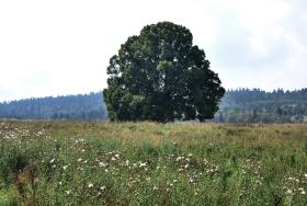 Wysiedlona wieść Beniowa. Gospodarska lipa. Po dawnych mieszkańcach zostały podmurówki, zdziczałe drzewa owocowe i właśnie lipy.