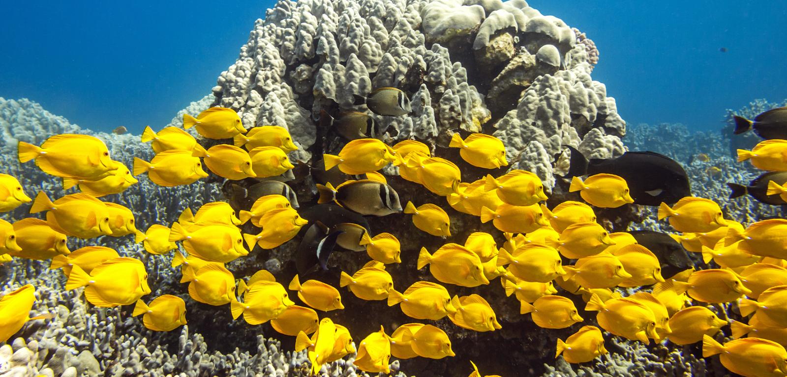 Duża liczba roślinożerców korzystnie wpływa na stan raf koralowych. Na zdjęciu rafa hawajska.