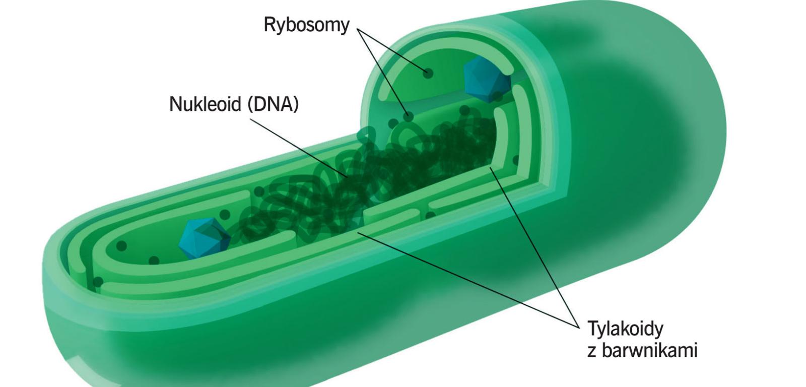 Schemat budowy komórki sinicy (cyjanobakterii).