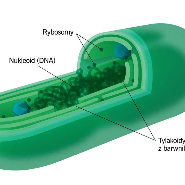 Schemat budowy komórki sinicy (cyjanobakterii).