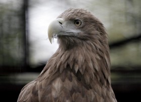 Najwięcej orłów bielików jest w Norwegii, Rosji i Polsce.