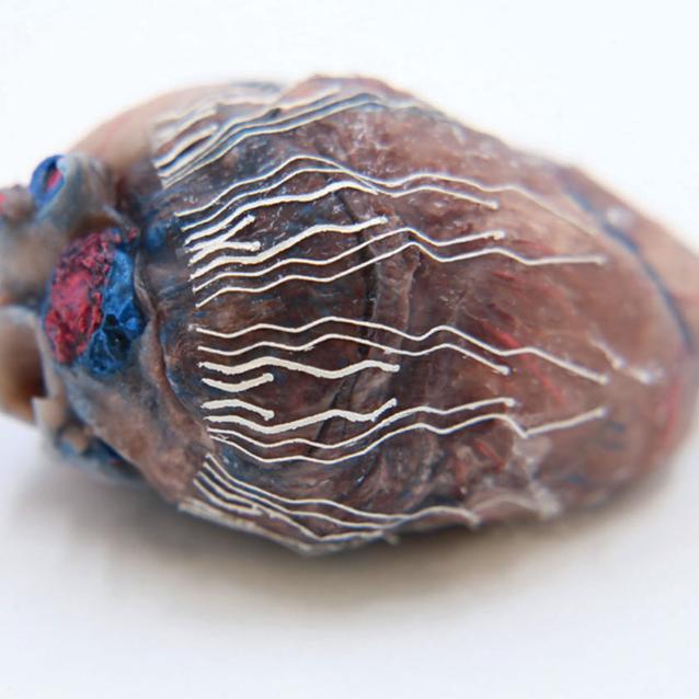 Biosensor umieszczony na sercu świni.