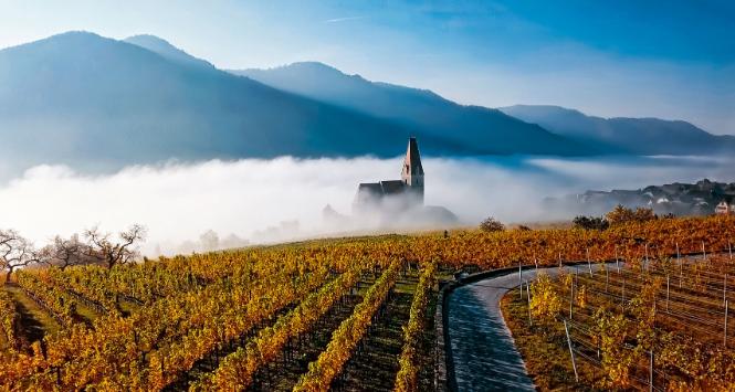 Winnica w Wachau w Austrii