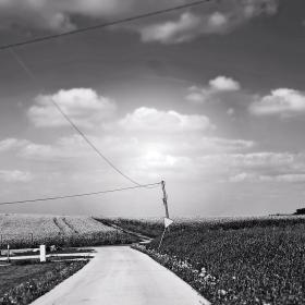 Pola rzepaku z pszczelego raju zamieniły się w prawdziwe pola zagłady.