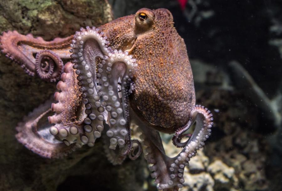 Badacze umieszczali pary trzeźwych ośmiornic z gatunku Octopus bimaculoides – z natury aspołecznych – we wspólnym zbiorniku. Następnie wpuścili do osobnego zbiornika rozpuszczony MDMA i wprowadzili do niego jedną ośmiornicę, nietrzeźwą ponownie przenoszono do zbiornika eksperymentalnego.